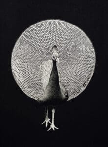 CALLIGRAPHIC ANIMALS (Peacock)