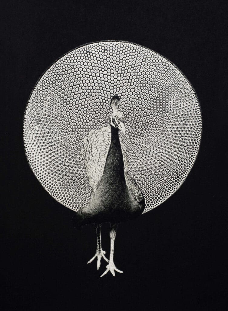 CALLIGRAPHIC ANIMALS (Peacock)