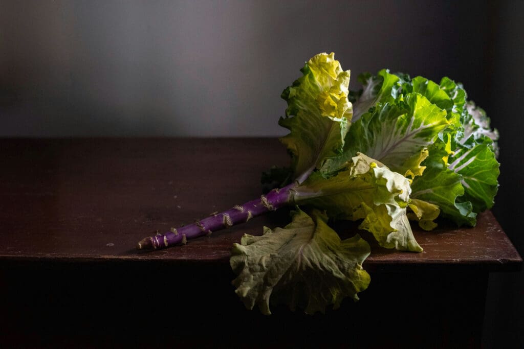 Cabbage Flower