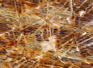 Detail_Field_IV_End_of_Summer_2021