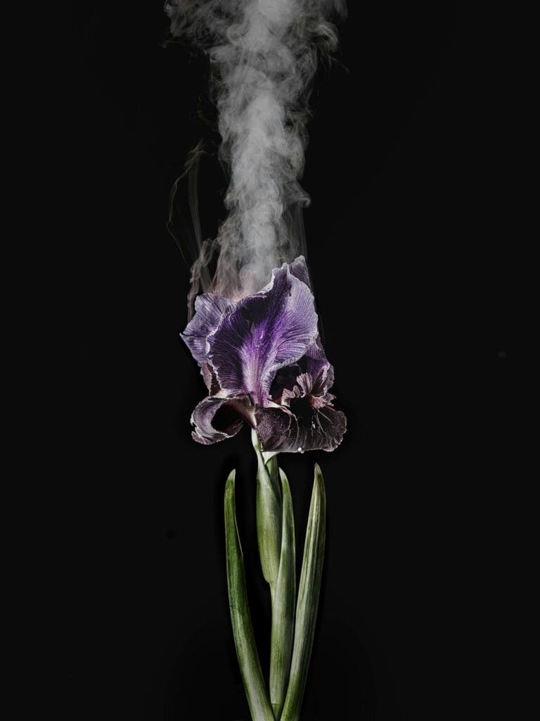 Fragile Land- Iris Haynei D01