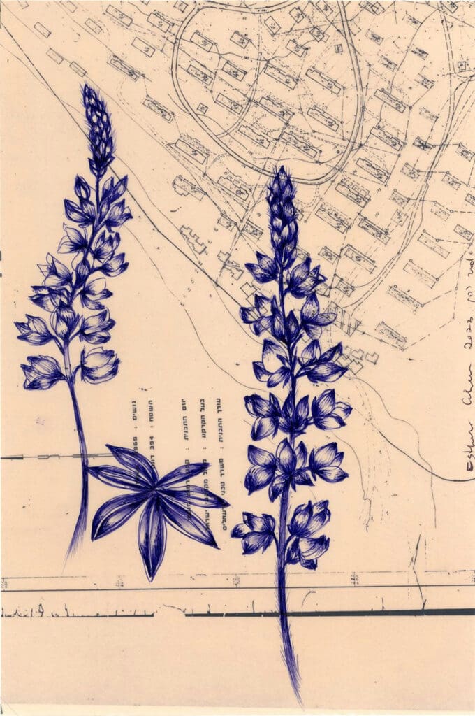 Lupines in mount Carmel