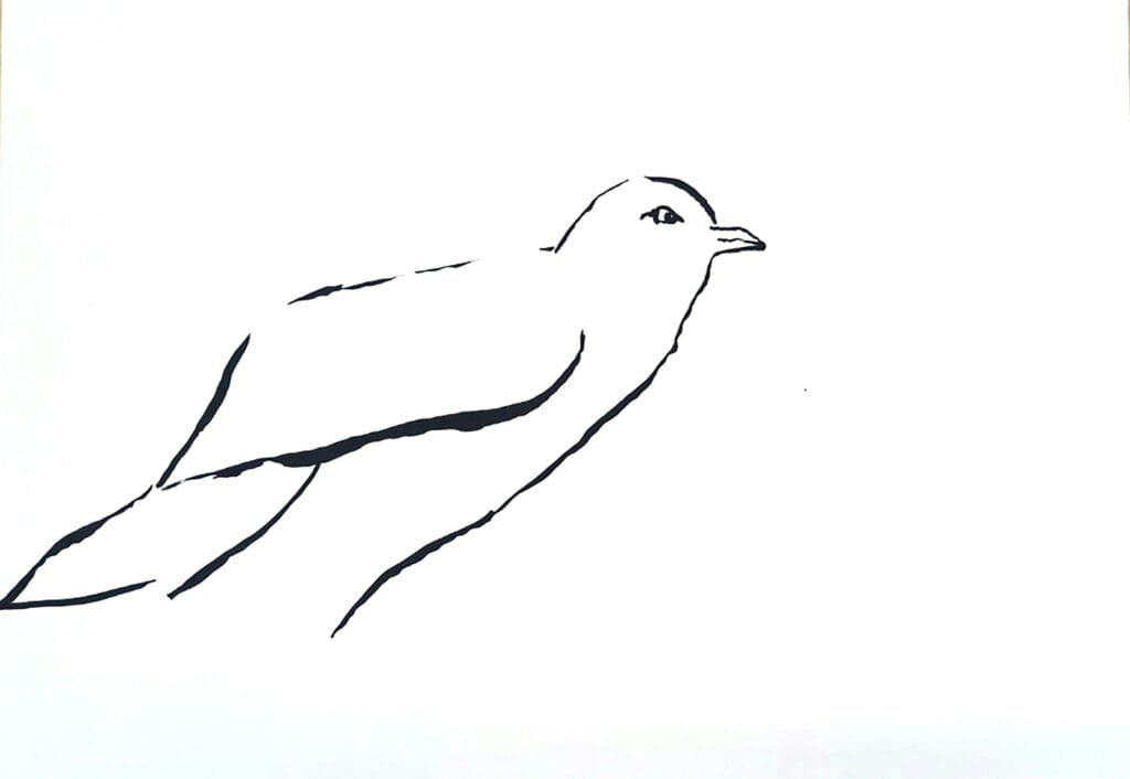 Bird