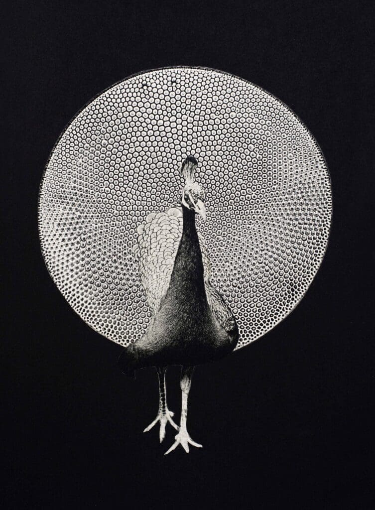 CALLIGRAPHIC ANIMALS (Peacock)